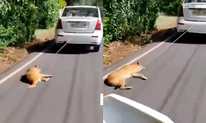 നായെ കാറിൽ കെട്ടിവലിച്ച സംഭവം: കാർ ഉടമക്ക് നോട്ടീസ് നായെ കാറിൽ കെട്ടിവലിച്ച സംഭവം: കാർ ഉടമക്ക് നോട്ടീസ്