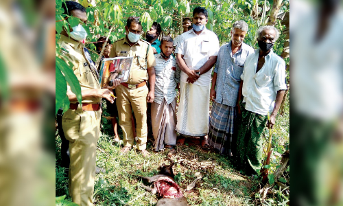 വ​ള​ർ​ത്തു നാ​യെ പു​ലി തി​ന്നു
