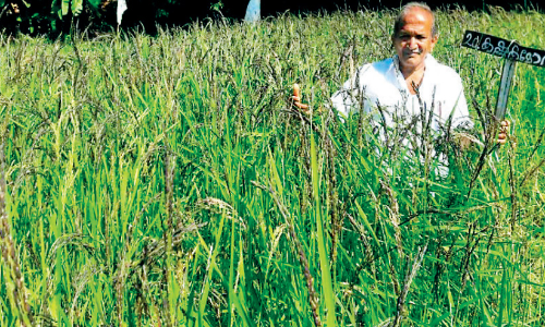 പ​ര​മ്പ​രാ​ഗ​ത വി​ത്തി​ന​ത്തി​ൽ നൂ​റു​മേ​നി​യു​മാ​യി ക​ർ​ഷ​ക​ൻ