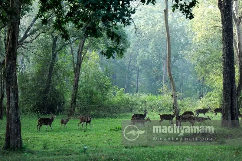 സന്ദർശകർക്ക് അനുമതി....പറമ്പിക്കുളത്ത് പാറിനടക്കാം