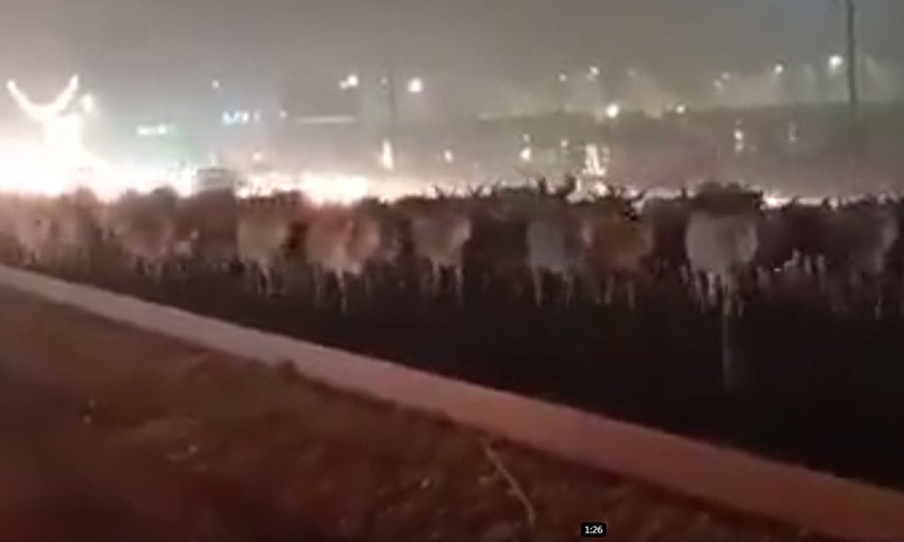 നൂറുകണക്കിന് പശുക്കളും കാളകളും; രാജസ്ഥാനിലെ കർഷകർ വരുന്നത് വെറുംകൈയോടെയല്ല -വിഡിയോ