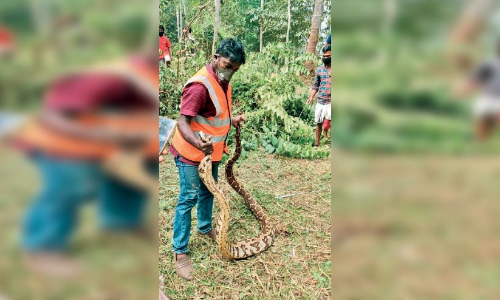 മ​ല​മ്പാ​മ്പി​നെ പി​ടി​കൂ​ടി