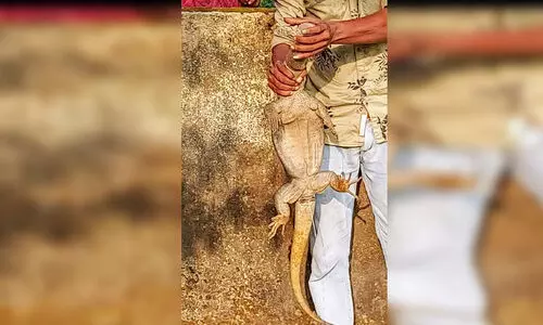 ഉടുമ്പി​െൻറ തല കുപ്പിയിൽ കുടുങ്ങി; ഫയർഫോഴ​്​സ്​ രക്ഷകരായി