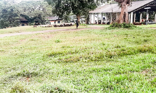 തടിയില്ല; വനം വകുപ്പി​െൻറ മുടിക്കല്‍ ഡിപ്പോ കാലി