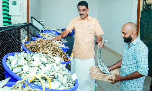 രാഷ്​ട്രീയത്തിന് താൽക്കാലിക അവധി; ഇനി ഭരണം ഉണക്കമീന്‍കടയിൽ