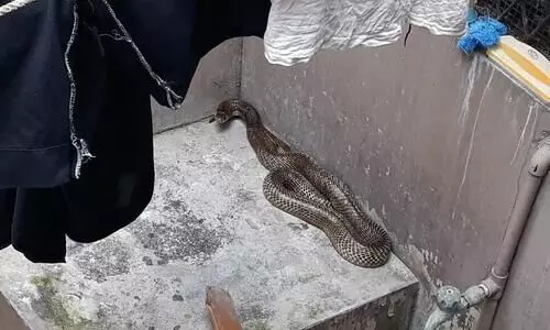 വീട്ടിനുള്ളില്‍ കയറിയ പാമ്പിനെ സാഹസികമായി പിടികൂടി