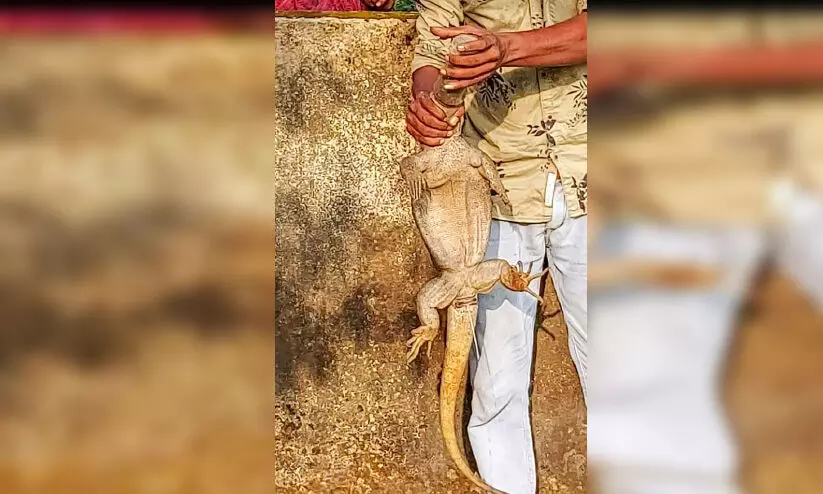 ഉടുമ്പി​െൻറ തല കുപ്പിയിൽ കുടുങ്ങി; ഫയർഫോഴ​്​സ്​ രക്ഷകരായി