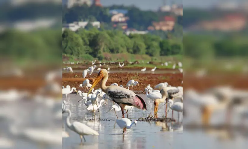 മുപ്പായിപ്പാടം നിറഞ്ഞ്​ ദേശാടനപ്പക്ഷികൾ