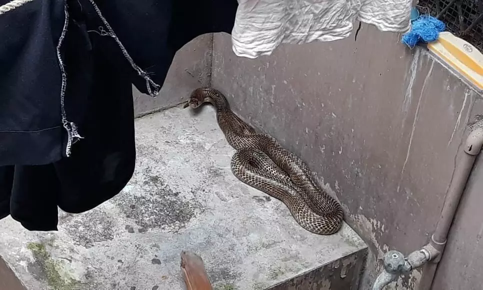 വീട്ടിനുള്ളില്‍ കയറിയ പാമ്പിനെ സാഹസികമായി പിടികൂടി