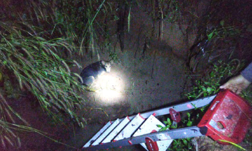 കുഴിയിൽ വീണ നായക്കും കുഞ്ഞുങ്ങൾക്കും രക്ഷകരായി പൊലീസ്