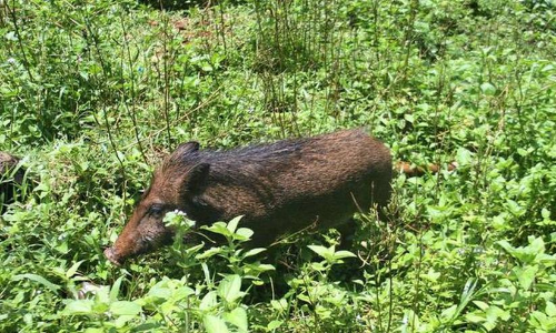കോഴിക്കോട്ട്​​ ബി.ജെ.പി സ്​ഥാനാർഥിയെ കാട്ടുപന്നി കുത്തി