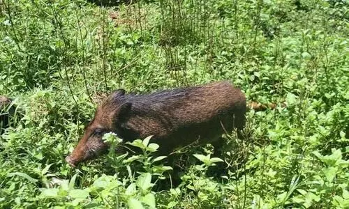 കോഴിക്കോട്ട്​​ ബി.ജെ.പി സ്​ഥാനാർഥിയെ കാട്ടുപന്നി കുത്തി
