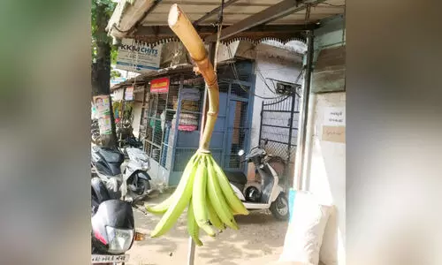 ഒറ്റപ്പടല കായയിൽ കൗതുക വാഴക്കുല