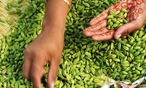 നിറംചേർക്കൽ ഇന്ത്യൻ ഏലത്തിന് വീണ്ടും തിരിച്ചടിയായേക്കും നിറംചേർക്കൽ ഇന്ത്യൻ ഏലത്തിന് വീണ്ടും തിരിച്ചടിയായേക്കും