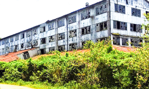 പീരുമേട് ടീ കമ്പനി ഉപേക്ഷിച്ചിട്ട്​ രണ്ട് ദശാബ്​ദം