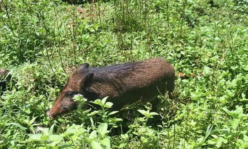 കോഴിക്കോട്ട്​​ ബി.ജെ.പി സ്​ഥാനാർഥിയെ കാട്ടുപന്നി കുത്തി