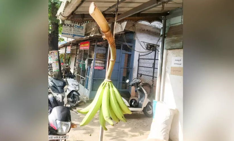 ഒറ്റപ്പടല കായയിൽ കൗതുക വാഴക്കുല ഒറ്റപ്പടല കായയിൽ കൗതുക വാഴക്കുല