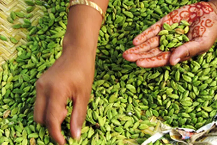 നിറംചേർക്കൽ ഇന്ത്യൻ ഏലത്തിന് വീണ്ടും തിരിച്ചടിയായേക്കും നിറംചേർക്കൽ ഇന്ത്യൻ ഏലത്തിന് വീണ്ടും തിരിച്ചടിയായേക്കും