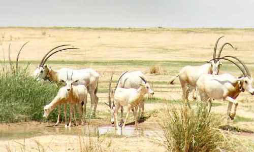 യു.എ.ഇ പരിസ്ഥിതി മന്ത്രാലയം അന്താരാഷ്​ട്ര പ്രകൃതി സംരക്ഷണ സംഘടനയിൽ ചേർന്നു