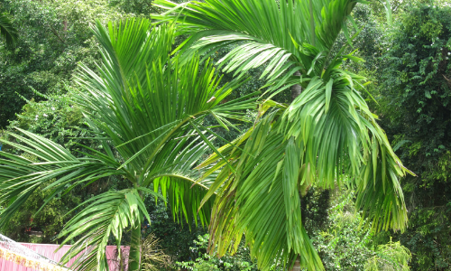 പൈ​ങ്ങ​ക്ക് വി​ല കൂടി; വി​ള​വി​ല്ല