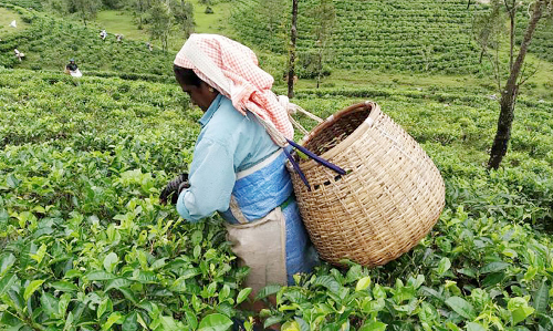 ഇടുക്കി ചായയിൽ അയ​ലത്തെ പൊടി