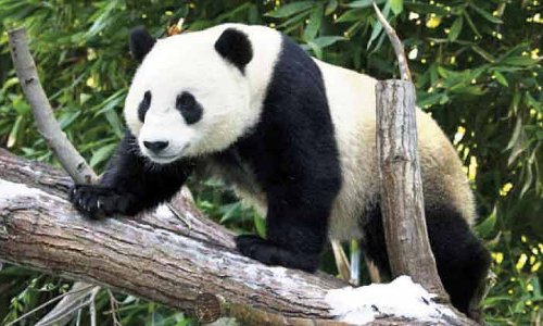 പാ​ണ്ട​ക​ൾ​ക്കാ​യി സ്വാ​ഭാ​വി​ക വാ​സ​സ്ഥ​ലം വ​രു​ന്നു