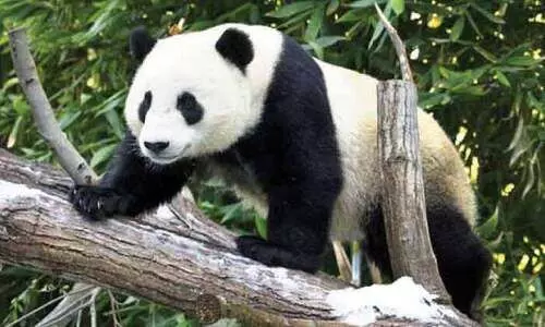 പാ​ണ്ട​ക​ൾ​ക്കാ​യി സ്വാ​ഭാ​വി​ക വാ​സ​സ്ഥ​ലം വ​രു​ന്നു