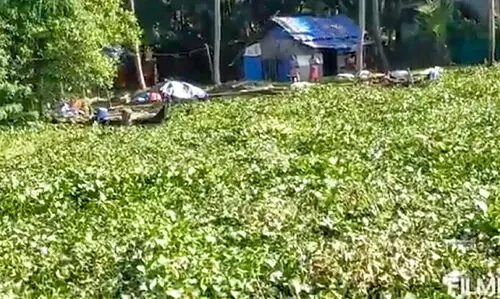 വൈക്കം നേ​േരകടവ്​ ഭാഗത്ത്​ പോള നിറഞ്ഞു; ജലഗതാഗതത്തിന്​ തടസ്സം