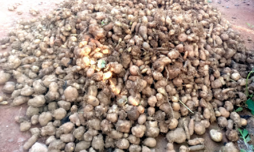 മുളവൂരിൽ വീണ്ടും കൂർക്ക പെരുമ