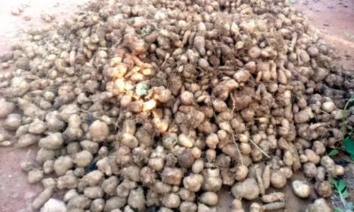 മുളവൂരിൽ വീണ്ടും കൂർക്ക പെരുമ