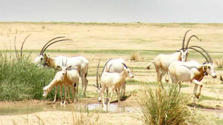 യു.എ.ഇ പരിസ്ഥിതി മന്ത്രാലയം അന്താരാഷ്ട്ര പ്രകൃതി സംരക്ഷണ സംഘടനയിൽ ചേർന്നു യു.എ.ഇ പരിസ്ഥിതി മന്ത്രാലയം അന്താരാഷ്ട്ര പ്രകൃതി സംരക്ഷണ സംഘടനയിൽ ചേർന്നു