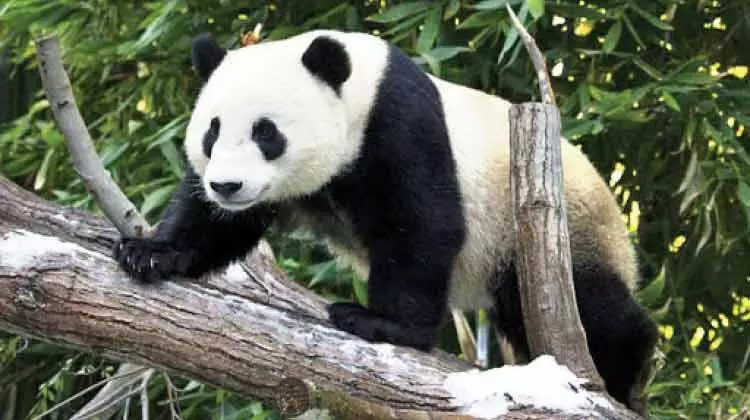 പാ​ണ്ട​ക​ൾ​ക്കാ​യി സ്വാ​ഭാ​വി​ക വാ​സ​സ്ഥ​ലം വ​രു​ന്നു