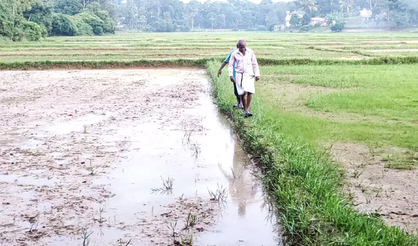 കൃഷിയിറക്കാൻ വെള്ളമില്ലാതെ ചിറ്റിലപ്പാടത്തെ കർഷകർ ദുരിതത്തിൽ