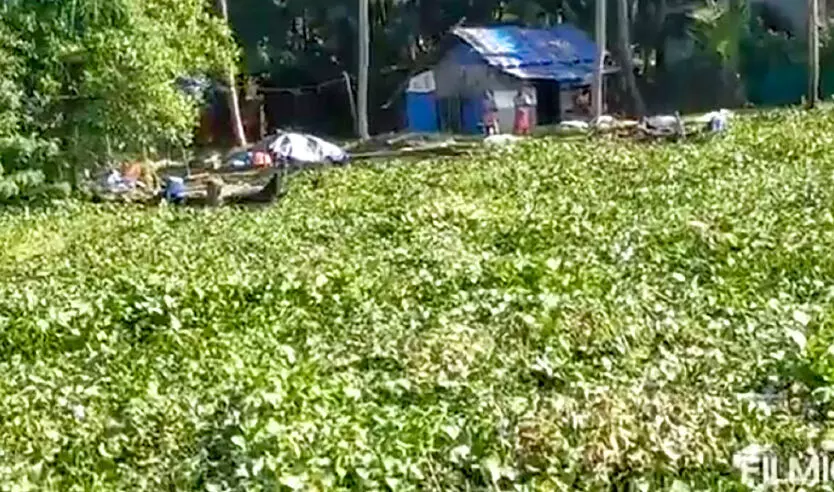 വൈക്കം നേ​േരകടവ്​ ഭാഗത്ത്​ പോള നിറഞ്ഞു; ജലഗതാഗതത്തിന്​ തടസ്സം