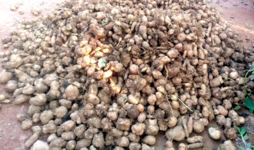 മുളവൂരിൽ വീണ്ടും കൂർക്ക പെരുമ മുളവൂരിൽ വീണ്ടും കൂർക്ക പെരുമ