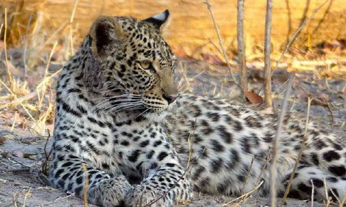 ബംഗളൂരു നഗരത്തിൽ 17 വളർത്തുമൃഗങ്ങളെ കൊന്നുതിന്ന പുലി സി.സി.ടി.വിയിൽ പതിഞ്ഞു