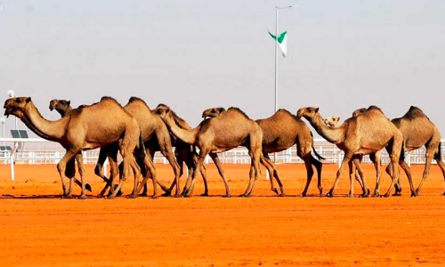 ഒ​ട്ട​ക​സം​ര​ക്ഷ​ണ രം​ഗ​ത്ത്​ സൗ​ദി മു​ന്നേ​റ്റം ആ​ഗോ​ള ശ്ര​ദ്ധ നേ​ടു​ന്നു