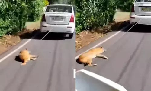 നായെ കാറിൽ കെട്ടിവലിച്ച സംഭവം: ഡ്രൈവറുടെ ലൈസൻസ് സസ്പെൻഡ്​​ ചെയ്തു