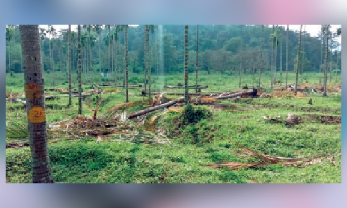 തൊ​ഴി​ലാ​ളി​ക​ള്‍ രാ​ത്രി​കാ​വ​ല്‍ ബ​ഹി​ഷ്ക​രി​ച്ചു; മു​ണ്ടേ​രി വി​ത്തു​കൃ​ഷി​ത്തോ​ട്ടം വ​ന്യ​മൃ​ഗ​ങ്ങ​ളു​ടെ പി​ടി​യി​ല്‍