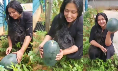 വീട്ടിൽ വിളഞ്ഞ തണ്ണീർ മത്തൻ വിളവെടുക്കുന്ന വിഡിയോ പങ്കു വെച്ച് നടി അനു സിതാര