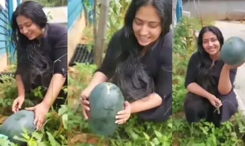 വീട്ടിൽ വിളഞ്ഞ തണ്ണീർ മത്തൻ വിളവെടുക്കുന്ന വിഡിയോ പങ്കു വെച്ച് നടി അനു സിതാര