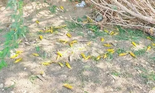 വെട്ടുകിളികൾ തീൻമേശയിലെ ഇഷ്​ടവിഭവം; പക്ഷേ, കർഷകർക്ക്​ ഭീഷണി