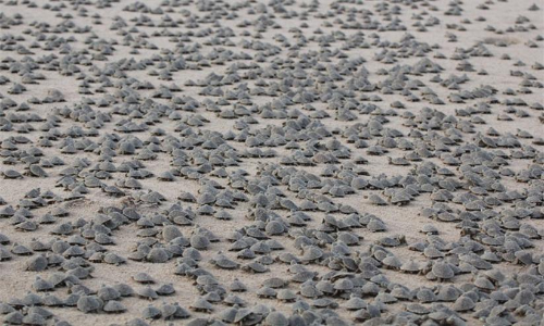 വിരിഞ്ഞിറങ്ങിയത് 92,000 കുഞ്ഞുങ്ങൾ; ബ്രസീലിൽ ഇതാ മറ്റൊരു ആമ സോൺ