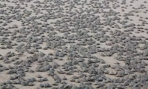 വിരിഞ്ഞിറങ്ങിയത് 92,000 കുഞ്ഞുങ്ങൾ; ബ്രസീലിൽ ഇതാ മറ്റൊരു ആമ സോൺ