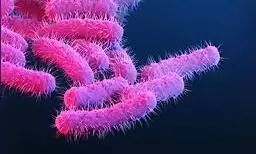 കോവിഡിനിടെ കോഴിക്കോട്ട്​ ഷിഗെല്ലയും; ലക്ഷണങ്ങളോടെ 15 പേർ ചികിത്സയിൽ