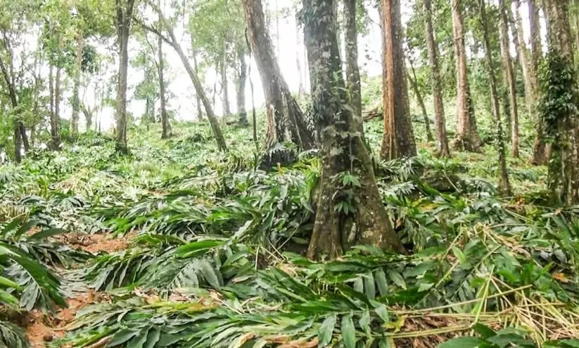 എലംകൃഷി  വെ​ട്ടി​ന​ശി​പ്പി​ച്ച് വ​നം​വ​കു​പ്പ്; വനപാലകരെ നാട്ടുകാർ തടഞ്ഞു
