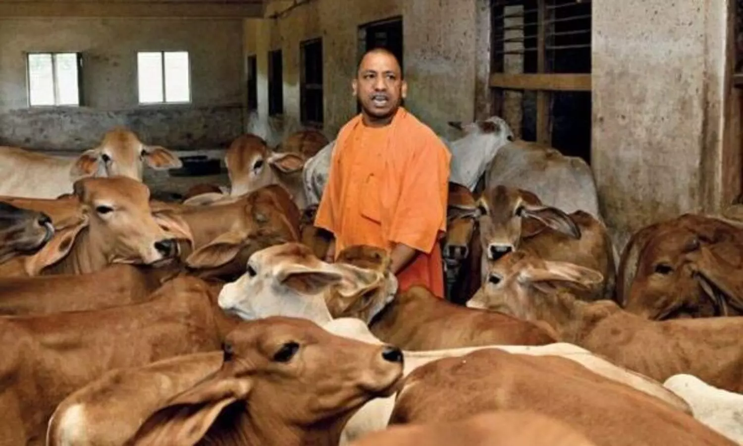 യു.​പി സ​ർ​ക്കാ​റി​െൻറ ഗോ​ശാ​ല​യിൽ പശുക്കൾക്ക്​ കൂട്ടമരണം; ​ജ​ഡം കൂ​ട്ടി​യി​ട്ടി​രി​ക്കുന്ന വി​ഡി​യോ പു​റ​ത്തു​വി​ട്ടു​