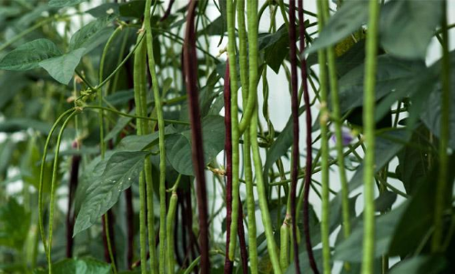 എന്നും എപ്പോഴും പയർ