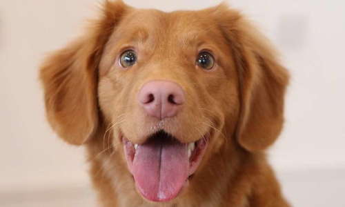 ഇന്ത്യയിൽ ഇനി നാ​യ്​​ക്ക​ൾ​ക്കും ശ്​​മ​ശാ​നം; വരുന്നത്​ 700 ച​തു​ര​ശ്ര മീ​റ്റ​ർ​ പ​ദ്ധ​തി