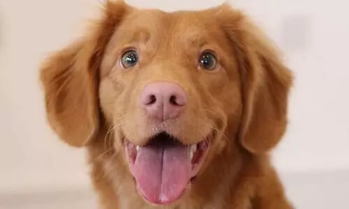 ഇന്ത്യയിൽ ഇനി നാ​യ്​​ക്ക​ൾ​ക്കും ശ്​​മ​ശാ​നം; വരുന്നത്​ 700 ച​തു​ര​ശ്ര മീ​റ്റ​ർ​ പ​ദ്ധ​തി